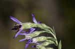 Eastern silver aster